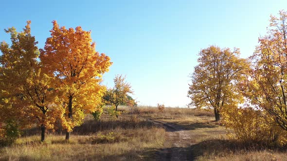 Epic Aerial Flight Over Colorful Autumn Trees Along a Dirt Road Towards Fields and Colorful Forest