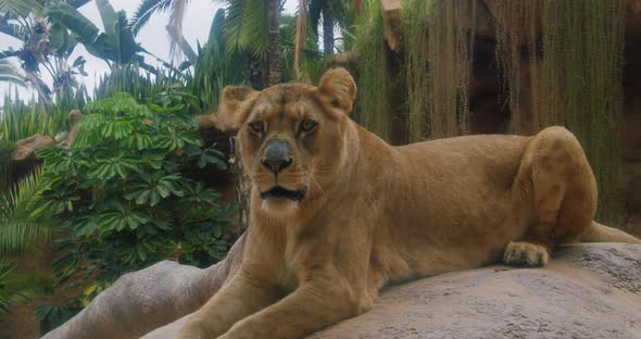 Wild Lioness Lying on Hot Stone Heated By the Sun Dreaming