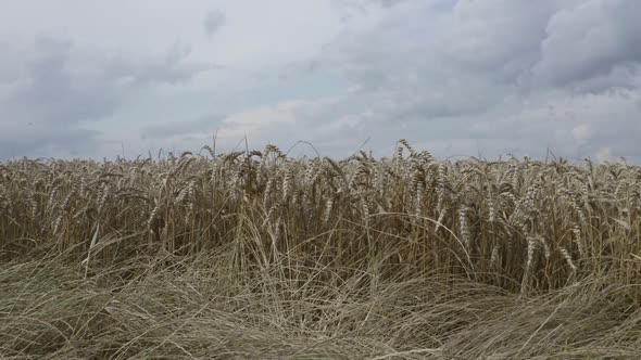 View Of Wheat Spikelets Background