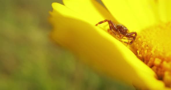 Closeup Of Napoleon Spider Feeding On Fresh Yellow Flower In The Field During Summer.