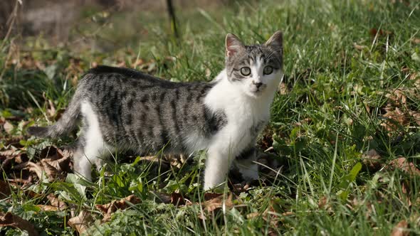 Domestic animal Felis catus playing in the grass 4K 2160p 30fps UHD footage - Curious gray and white