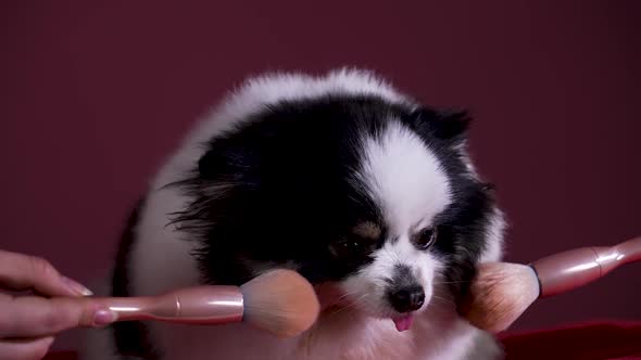 A Cute Black and White Pomeranian is Make Up with Makeup Brushes