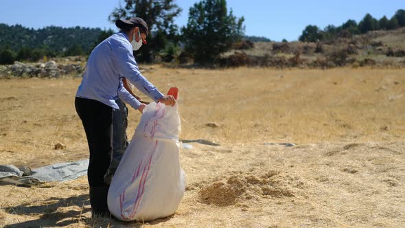 Farmers Stuffing Hay