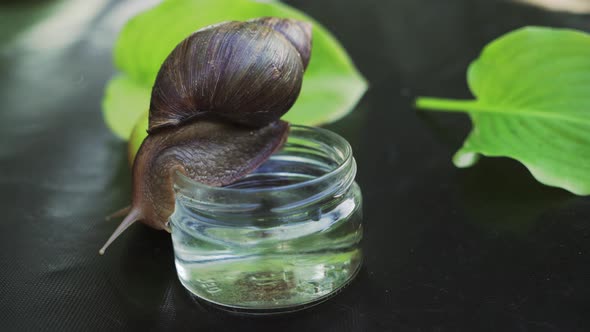 Snail Sits on a Glass with Water