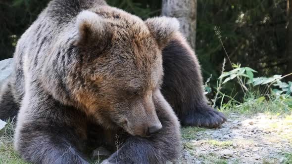 Brown Bear Lies in the Wild Forest on a Summer Day