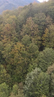 Aerial View of Trees in the Forest