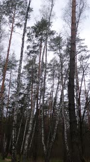 Vertical Video of the Birch Forest with Birches in the Afternoon