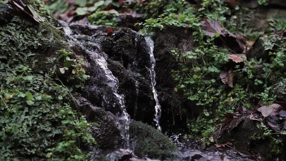 spring streams flow in the grass