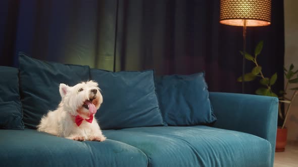 Small Funny Dog Wearing Red Bow Closeup West Highland White Terrier Portrait