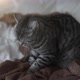 Fluffy Cat Paws on a Warm Plaid in Bed - VideoHive Item for Sale