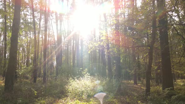 Autumn Forest Landscape with Trees By Day