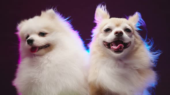 two lap dog chihuahua and pomeranien friend sit together with casual and relax wear winter sweater