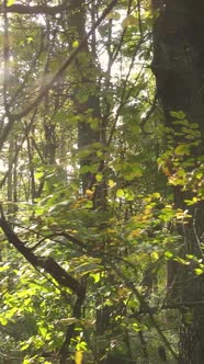 Vertical Video of Trees in the Forest in Autumn