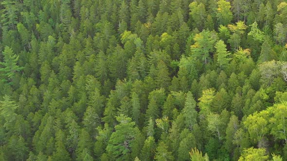 Aerial footage flying low over a river and up a hill in the forest.