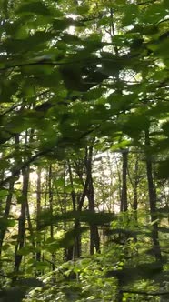 Vertical Video Trees in the Autumn Forest in the Afternoon