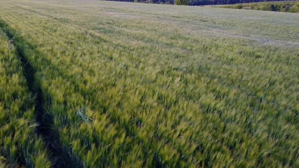 Flight Over the Wheat Field