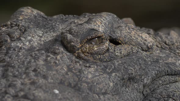 Crocodile eyes and jaws