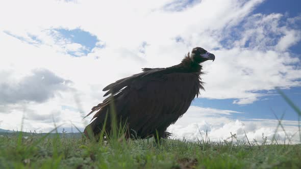 A Free Wild Cinereous Vulture on Sky