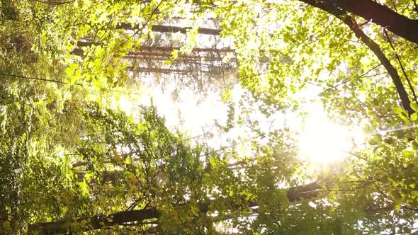 Vertical Video of an Autumn Forest During the Day in Ukraine