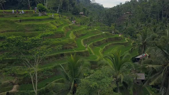 Aerial View Above of Bali Landscapes with Terraces Rice Field.