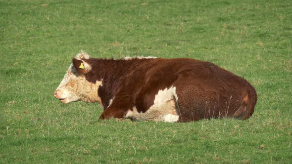 Cow Resting And Chewing The Grass