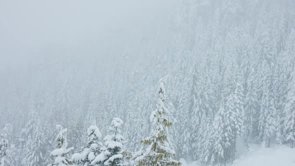 Snowy Forest on Top of the Mountains in Winter During Snow Blizzard