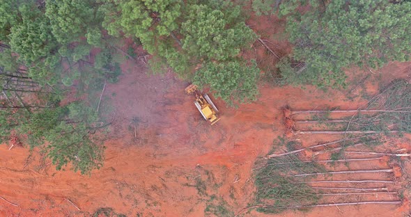 During the Deforestation Process a Dozer is Used to Clean Up Forests and Prepare the Land for