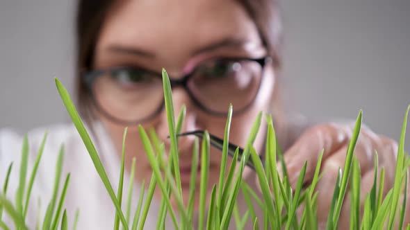 Lady Specialist Touches Green Laboratory Grass with Forceps