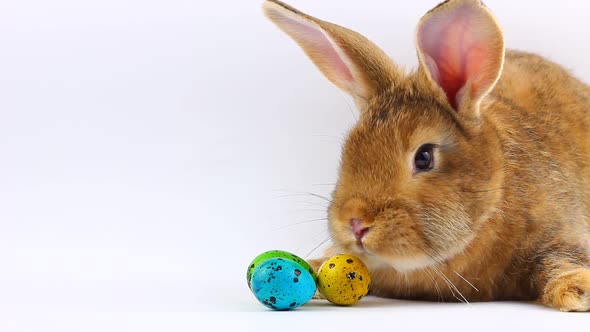 Little Easter Fluffy Brown Cute Rabbit with Big Ears and Mustache Sit Next to Easter Painted Eggs on