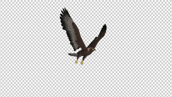 Golden Eagle - 4K Flying Loop - Side Angle alt