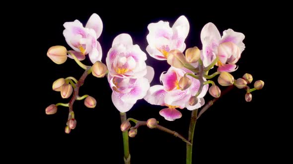 Blooming Pink Orchid Phalaenopsis Flowers