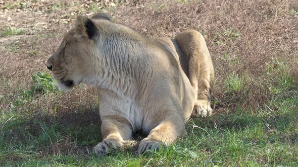 Asiatic lioness (Panthera leo persica). A critically endangered species.