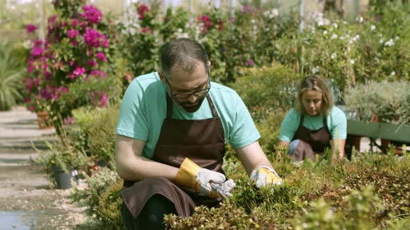 Greenhouse Male Gardener Cutting Houseplants with Pruner