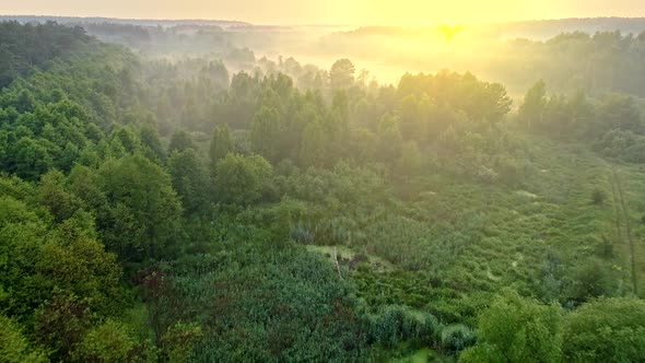 Marvellous View of Green Forest During Sunrise. Flying Over Trees Tops. Sunrays Getting Through