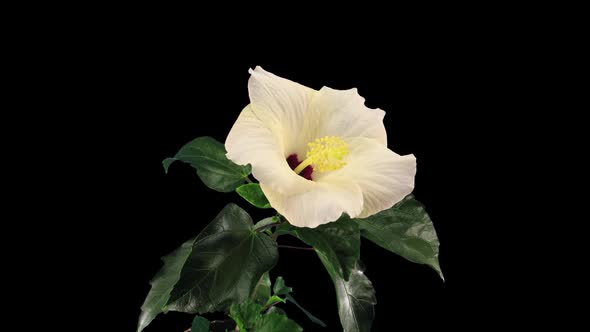 Time-lapse of opening white chinese rose (Hibiscus)