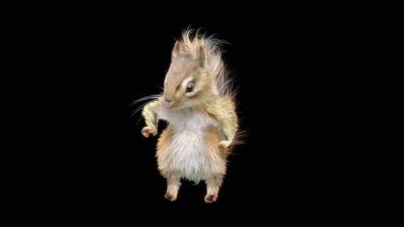 72 Chipmunk Dancing 4K