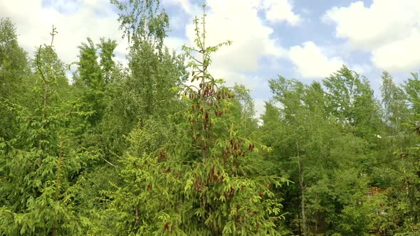 Young growing spruce blossom on a tip of branch spring, beautiful new cones in spruce.