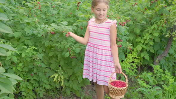 Girl Collects Raspberries in a Basket