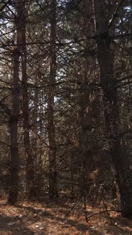 Vertical Video of a Forest with Trees During the Day