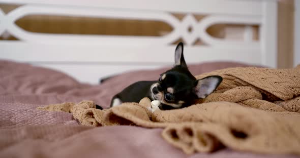 Cute Black Puppy of Toy Terrier Is Lying on Bed in Apartment, Gnawing Small Bone