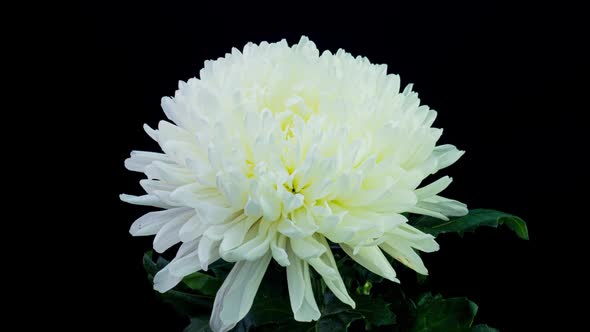 Time Lapse of Beautiful White Chrysanthemum Flower Opening Against a Black Background