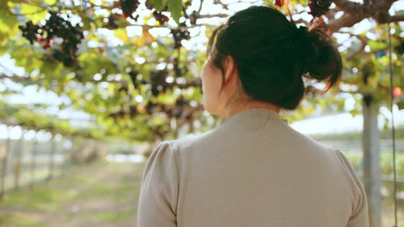 young asian female entrepreneur walking check quality control examine grape farm