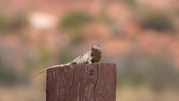 Spiny Lizard on post in the Utah desert getting sun