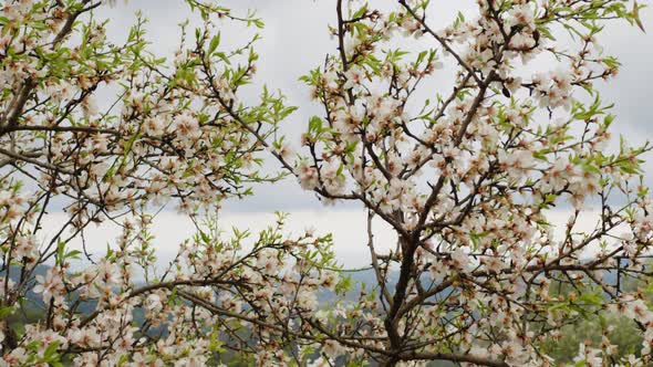 Tree Branch with Flowers