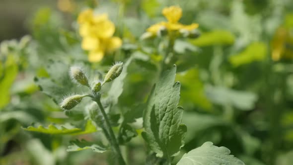 Herbaceous perennial plant Chelidonium majus shallow DOF 4K 2160p 30fps UltraHD footage - Yellow flo