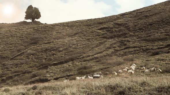 Sheep and Lambs on Hillside, Patagonia, Argentina.