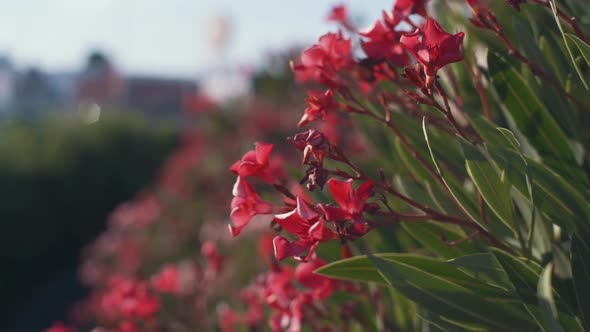 Beautiful Tropical Pink Flowers Frangipani (Plumeria) in South of France