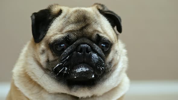 Funny Surprised Pug Dog with Dirty Smeared Face