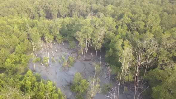 Aerial shot bare green mangrove trees