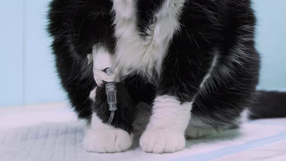 Closeup Cat's Paws with Catheter in Veterinary Clinic on Whiteblue Background